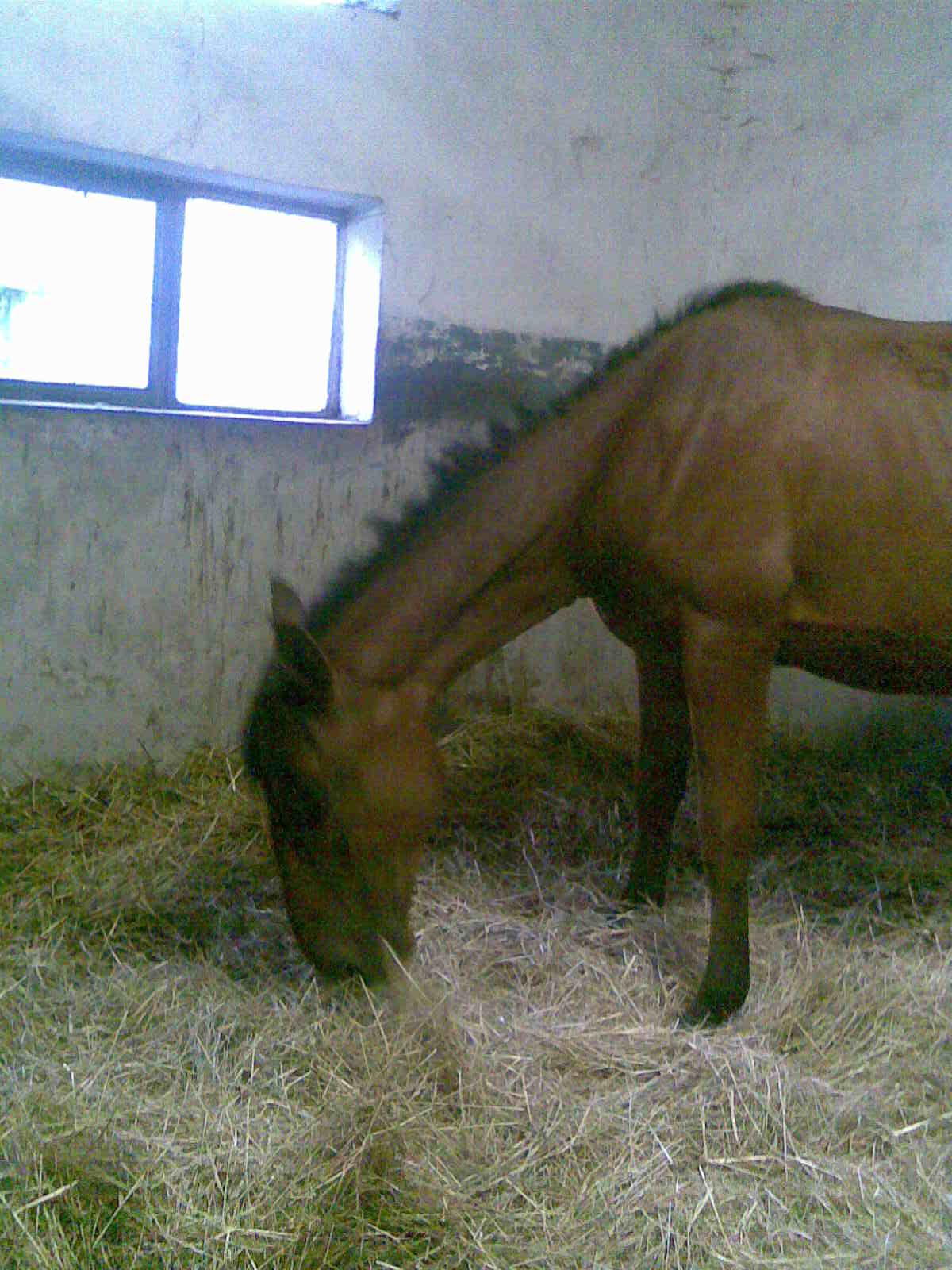 Obraz074.jpg