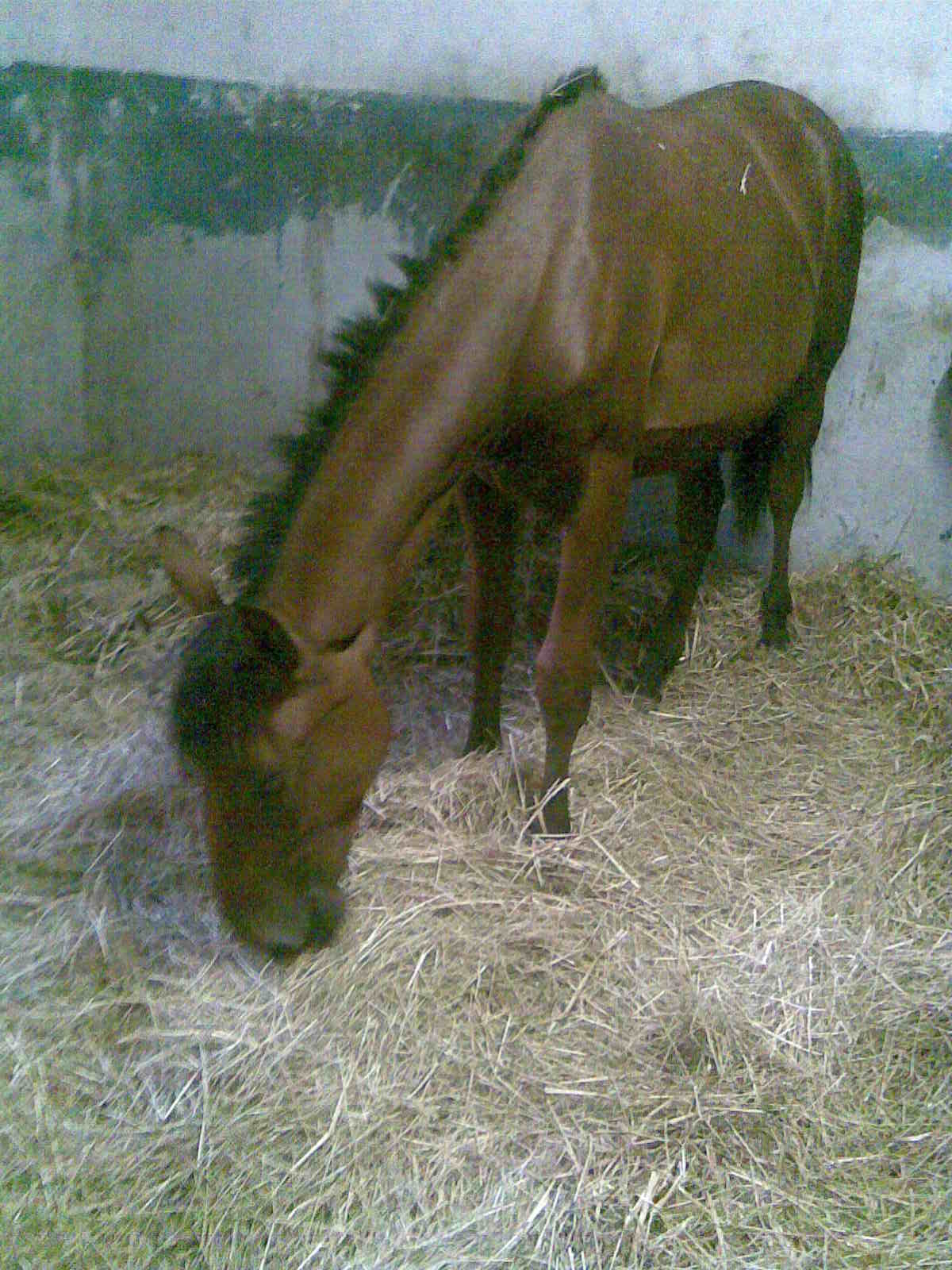 Obraz076.jpg
