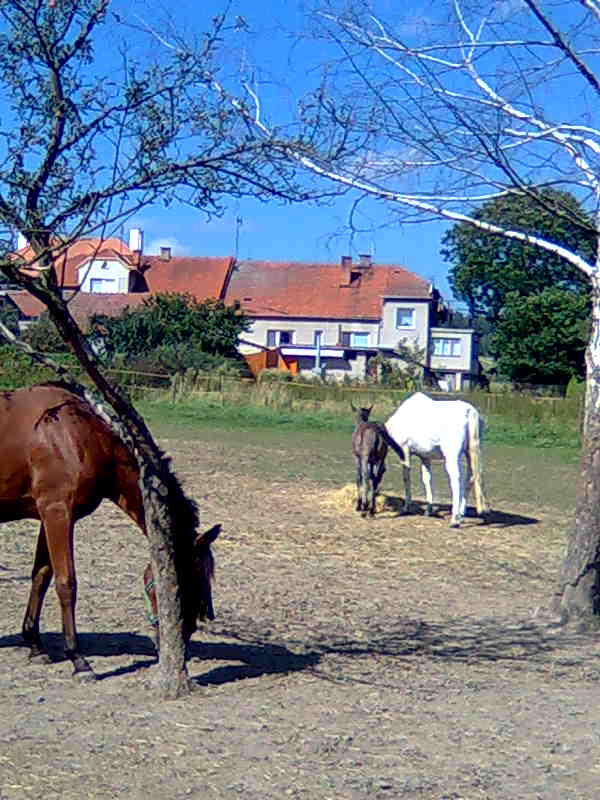 Snímka366.jpg